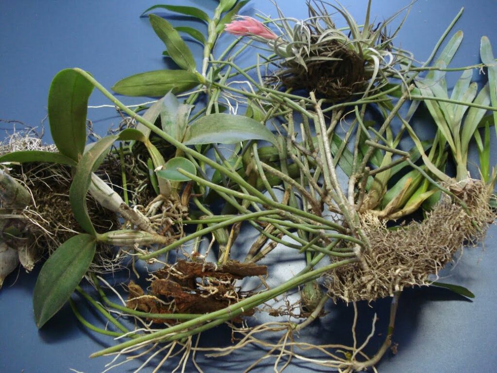 Orquídeas nativas são apreendidas pelo Ibama em Mato Grosso do Sul
